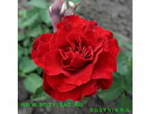 ����� (������ �����).jpg