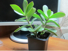 ������ 019.jpg