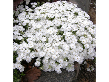 ����� ���������� 'Maischnee. 80