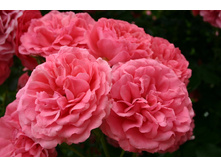 ������� �������.jpg