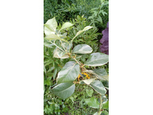 ������ 1.jpg