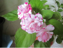 ������������ 007.jpg