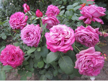 ���� �������.jpg