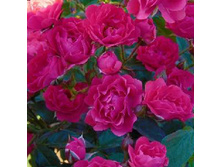 ��������� �����.jpg