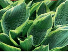 �����, ���� ����� ������ � ����� �������� ������, ����� � ���� ���������� ��������, � �������� ���� ����� ��� �������