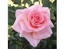 ����� �����.jpg