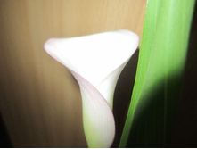 ������������ 002.jpg