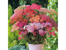 ������������� ����������� ��� ������ 90