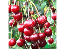 ����� ���������� 350���. 1-����� (������� 30��).png