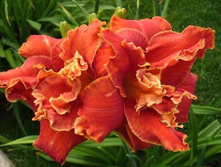 �������� ����� ���� (Moses Fire ) - 220 ���   .   ���� 2  ����� !!!