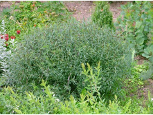 ��� �������� 95���.jpg