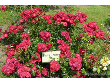 ����� ����.jpg