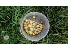 ������ �����