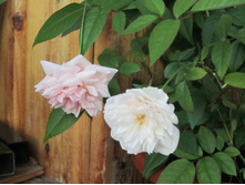 ���� 2014 202.jpg