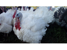 ����� ������������