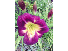 IMG 20160724 170922.jpg