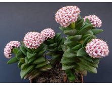 �������� ������ ���� Crassula Springtime-