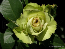 ���� �����.jpg