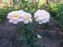 ������ ��� �.�. 2016�