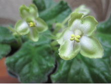 ������ 010.jpg