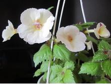 ����� 004.jpg