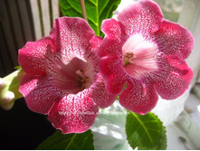 ������� � ����� ����������