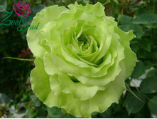 ����� ����.jpg