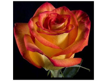 ��� ������.jpg