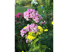 ������� ������