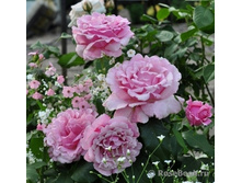 Memorial Day (Millie Rose)-750�.jpg