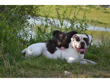 IMG 20160811 173652 13.jpg