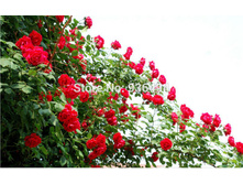 40 �������.jpg