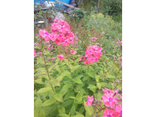 ����� ���������� No 5   70 �.