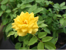 ������ ����.jpg