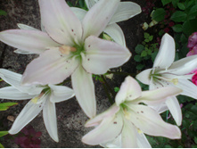 IMG 20160709 173241.jpg