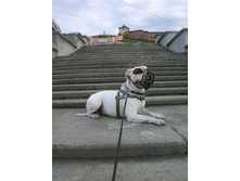 ����� ������������