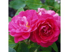 ���� �����.jpg