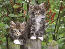 14147 ���� ������ �� ������ 500 ��.jpg