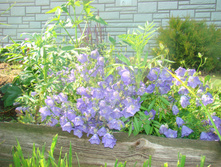 DSC05162 - �����.JPG