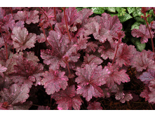 ������� ������� ���� 145���. 1-�����.jpg