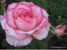 ������ ����.jpg