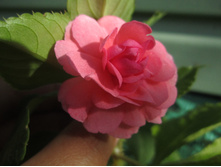 ���� 010.jpg