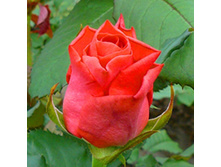 ���� ���.jpg