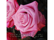 ��� �����.jpg