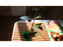 ���� Akuta Var