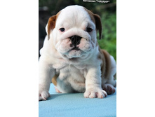 ��������� �� ����� 18.08.16 028.JPG