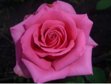 ����� �����.jpg