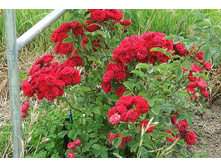 ��� �������.jpg