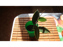 ���� ����������