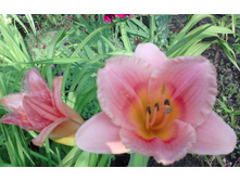 IMG 20160724 082336.jpg